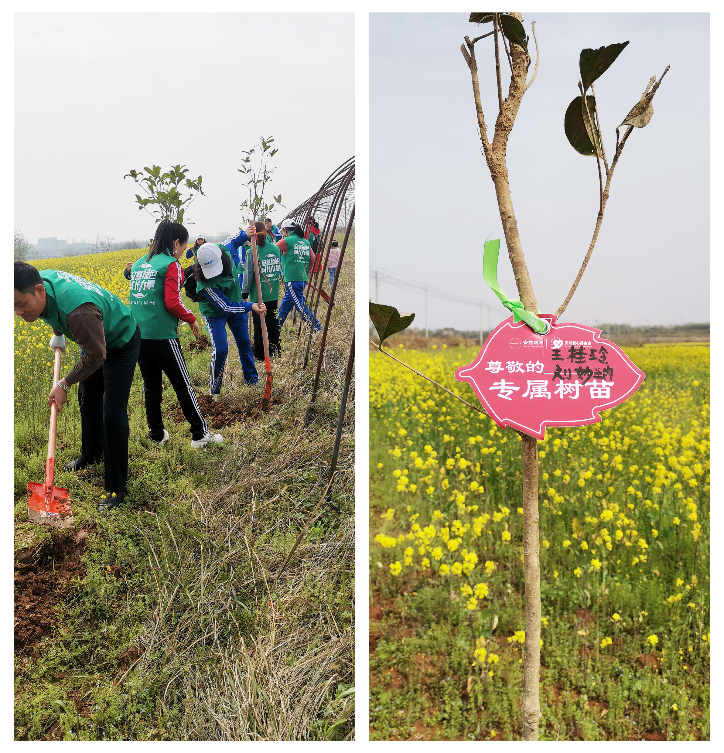 植树.jpg
